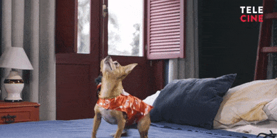 Pets 2 GIF by Telecine