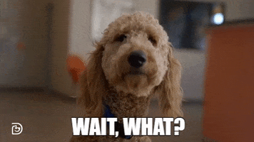 Confused Wait What GIF by Dogtopia