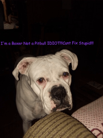 Sweetpea White Boxers Rule GIF