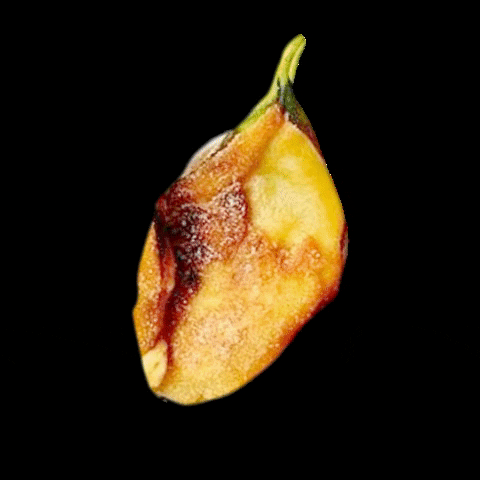 Inmotasa GIF