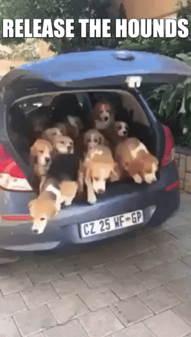 Release The Hounds GIF - Find & Share on GIPHY