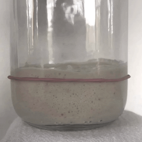 Masa Madre GIF