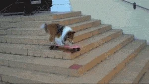 Dog Skating GIF