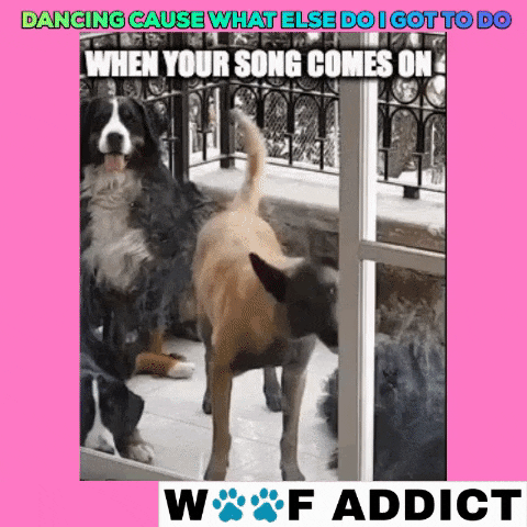 Dancingdogscoronagotnothingonmydancingdoglife GIF