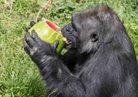 los angeles zoo eating GIF by Los Angeles Zoo and Botanical Gardens