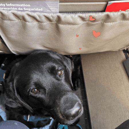 Collab Dog Training GIF