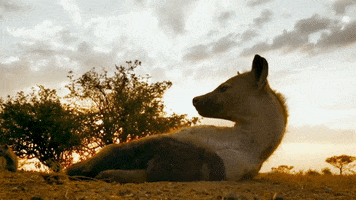 Lion Cub Monkey GIF by Discovery