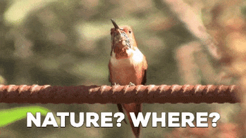 Looking Humming Bird GIF by Natural History Museums of Los Angeles County