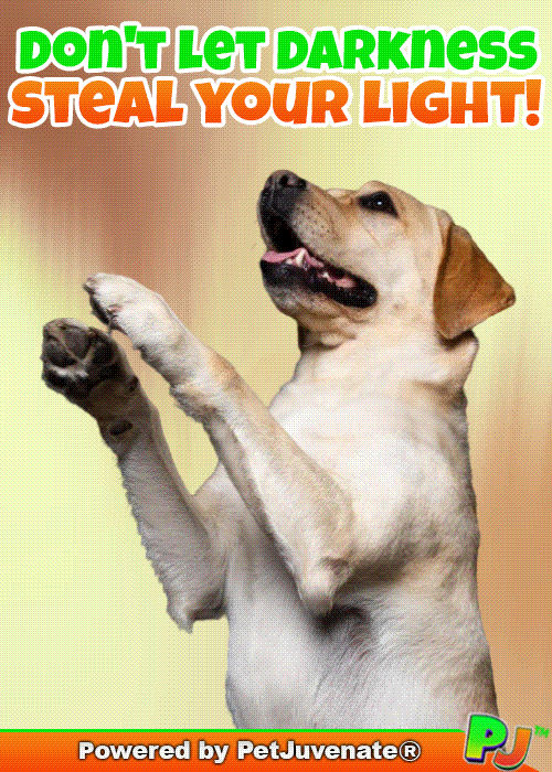 Henlo Hooman Fren GIF by PetJuvenate - PJ