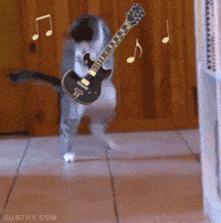 moving gifs cats