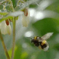 Pbs Nature Flower GIF by Nature on PBS