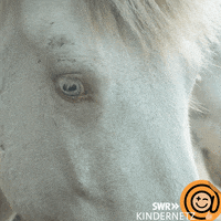Blue Eyes Horse GIF by SWR Kindernetz