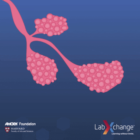 labxchange science cancer biology breast cancer GIF