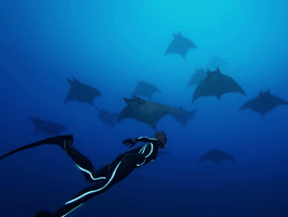 diving rays GIF by Beyond Blue
