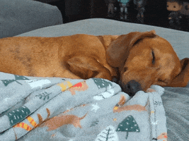 Tired Sausage Dog GIF