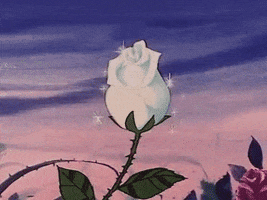white rose pink GIF
