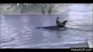 killer whale