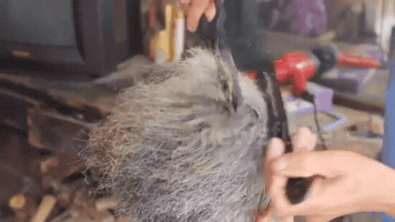 jessyd  GIF