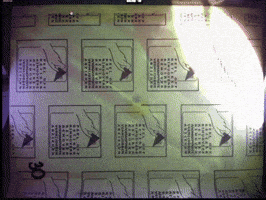 Insects Wasps GIF by Pessl Instruments