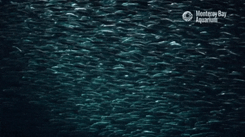 Open Sea School GIF by Monterey Bay Aquarium