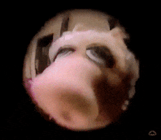 Miss Piggy Hello GIF by Muppet Wiki