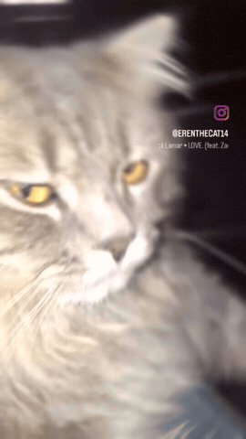 Cat Dance Gryphon GIF