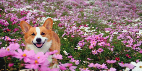 Spring GIFs - Get the best GIF on GIPHY