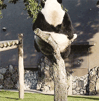 panda falling GIF