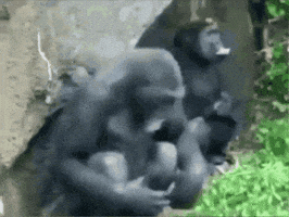 Monkey Business GIF