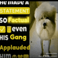 He Made A Statement GIF