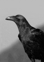 black and white raven GIF