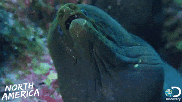 discovery channel fish GIF