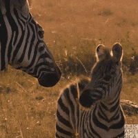 Wildlife Zebra GIF by BBC America