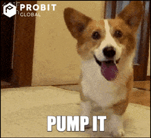 Pump It Crypto GIF by ProBit Global
