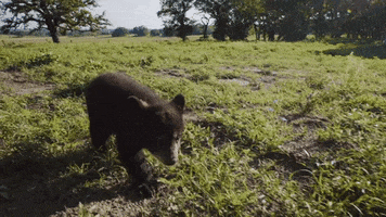 Baby College GIF by Baylor University