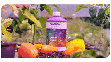 Grow Bell Pepper GIF by Plagron