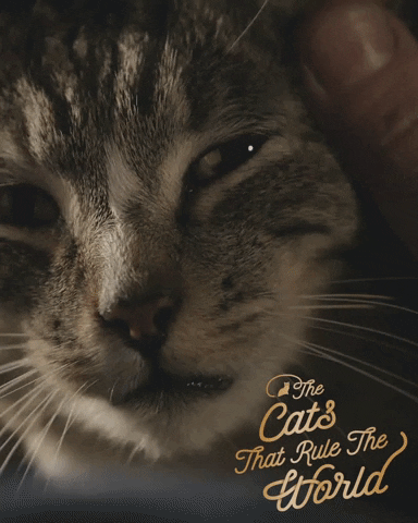 Cute Cat Cats Rule GIF by Sheba Official