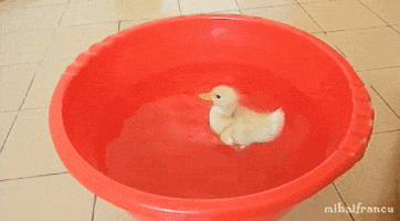 200.gif?cid=fc005b08f1775f81b92db9c9e69abd5b359bf0770819c533&rid=200.gif&ct=g