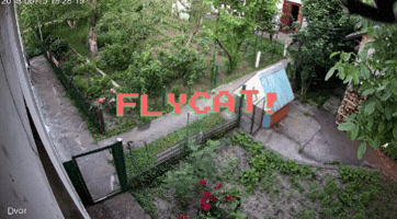 Cat GIF
