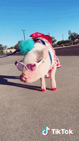 tiktok style pig fabulous piggy GIF