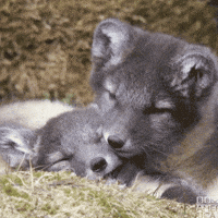200.gif?cid=f0bdee70bxribvcwsln9vv20ownbx1uxe11pcveaiwudx6py&rid=200.gif&ct=g