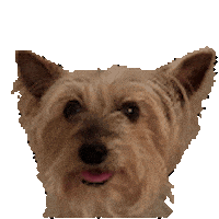 Excited Dog Sticker