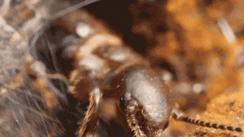 Bug Biology GIF by PBS Digital Studios