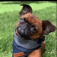 Dog What GIF