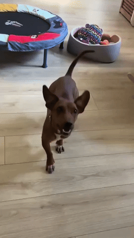 Jump GIF