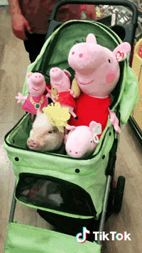 Piggy GIFs