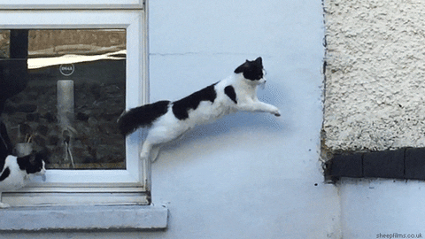 Cat Jump Out Of Box GIFs - Get the best GIF on GIPHY