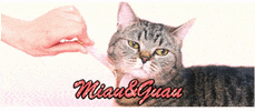 Miauandguau GIF