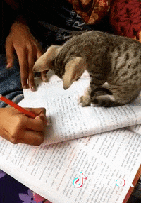 Chaton Gifs Get The Best Gif On Giphy