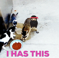 Ninja GIF